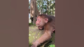 #CuteAnimals #AnimalShorts #FunnyAnimals #CuteAndFunny #ViralVideo #ForYou