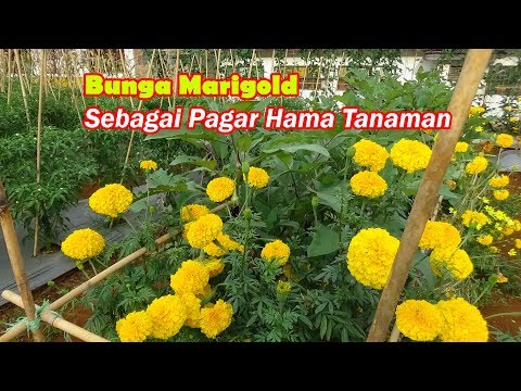 Video: Tanaman dan Hama Marigold: Bagaimana Marigold Membantu Kebun