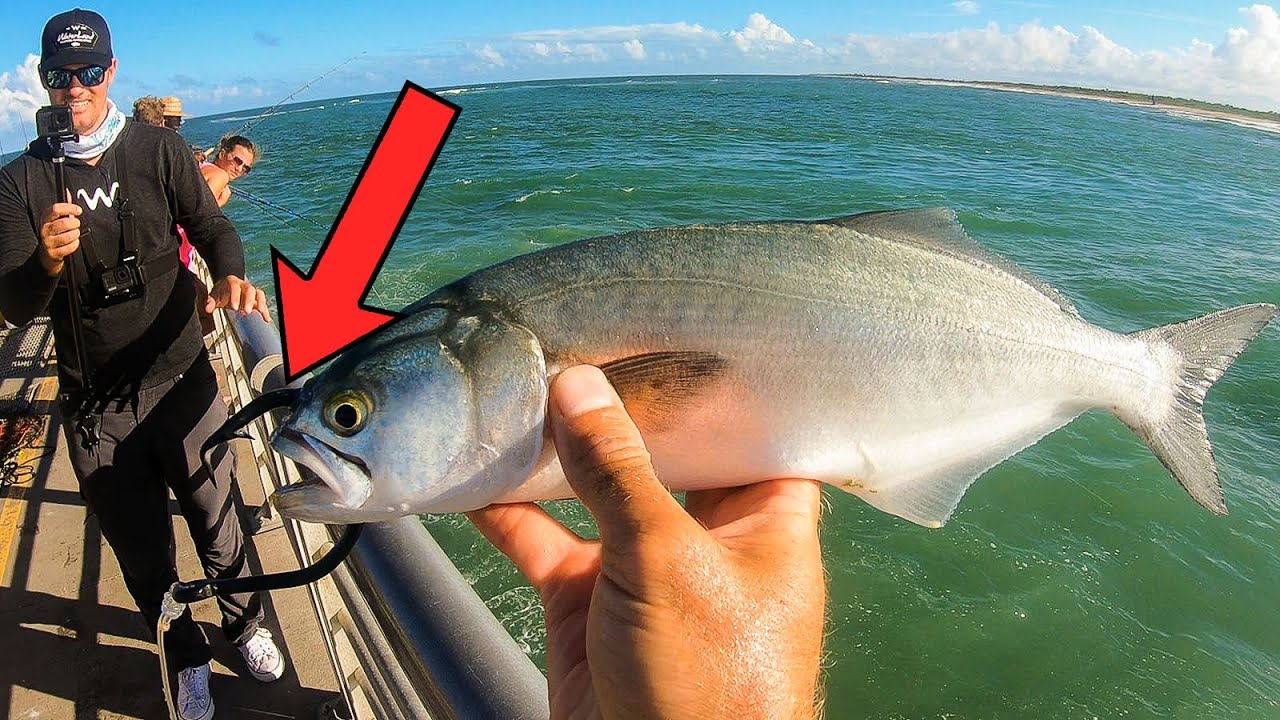I Used a Whole Bluefish for Bait - Instant Regret! 