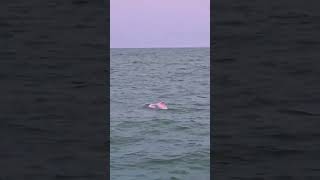 Pink Dolphins: Are They Real?