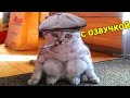 ЛЮТЫЕ ПРИКОЛЫ! 🙀 СМЕШНЫЕ ЖИВОТНЫЕ С ОЗВУЧКОЙ!👀