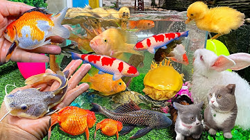 Bắt Vịt Con Cá Cảnh Dễ Thương, Cá Vàng Bơi, Cá Chép, Cua, Rùa, Cá Koi, Mèo Dễ Thương
