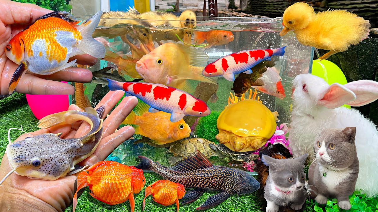 Bắt Vịt Con Cá Cảnh Dễ Thương, Cá Vàng Bơi, Cá Chép, Cua, Rùa, Cá Koi, Mèo Dễ Thương