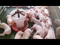 Farrowing Pen