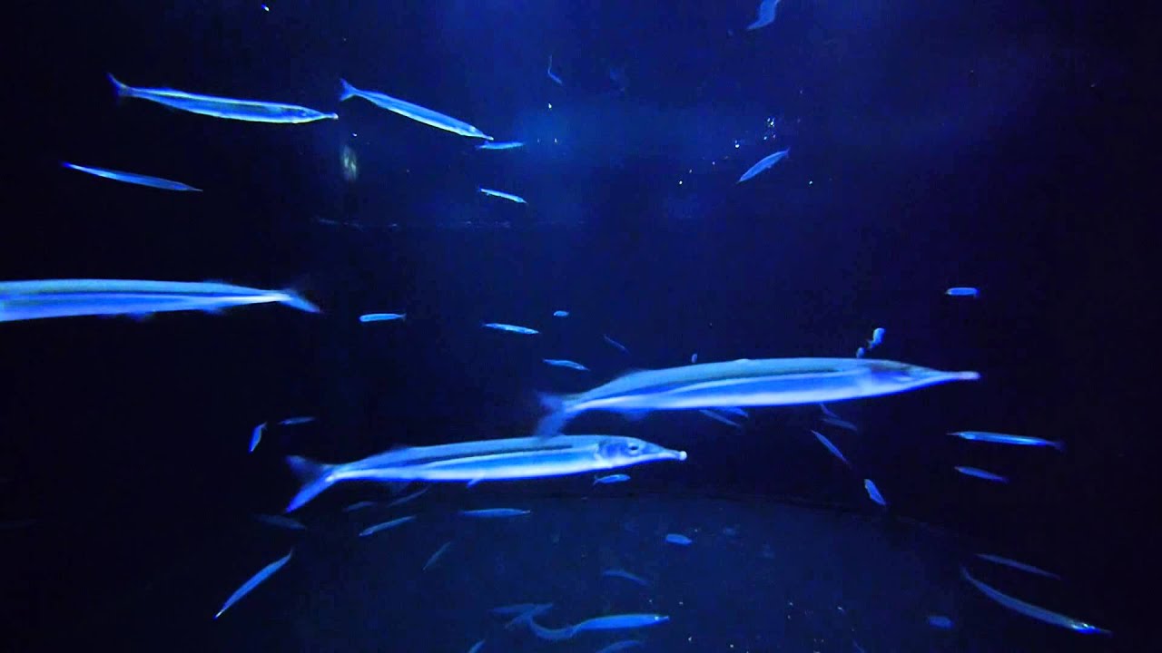 Hanebix Movie By Littlejackinfo