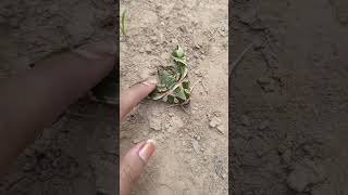 Found unique Moth; Oleander Hawk Moth #shorts #shortsyoutube  #naturesbeauty #beautifulinsects