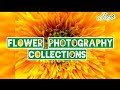 Flower photography collectionsgarden flowersphotographyflowersphotography ideajccfbchannel9850