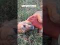 🐶cute puppy(✷‿✷)reactio🤣 #dogshorts #cutedog #animalshorts #dog #funnydog #dogvideo #dogs #like