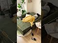 来客時も安心♪ 一台で二役のリビングソファ🛋️#tiaro #home #homedecor #sofabed #sofa #interiordesign