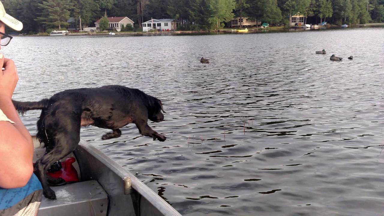 Duck Dog Training YouTube