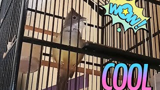 Download Lagu Burung CUCAK JENGGOT GACOR Asli Kota Kudus, Durasi Panjang 03:45 Download Lagu Burung CUCAK JENGGOT GACOR Asli Kota Kudus, Durasi Panjang 03:45