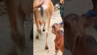 কম দামে ষাঁড় বাছুর সহ গাভী গরু কিনুন #গাভী #goru #dairy