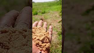 a pakwach amor panyango