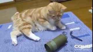 Shot on iphone meme - cat with grenade