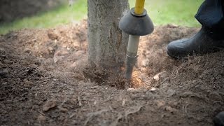 How to Excavate a Root Collar and Remove a Mulch Volcano