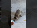 مقطع مضحك لحيوان الراكون وهو يسرق