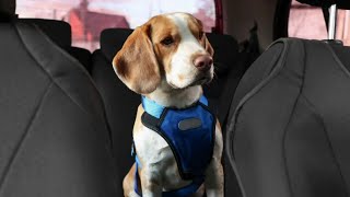 Hot car warning & other safety tips for traveling with children, pets