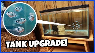 Baby Hybrid Fish Get A New Tank!