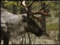 Лесной северный олень, Wild Forest Reindeer (RUS)