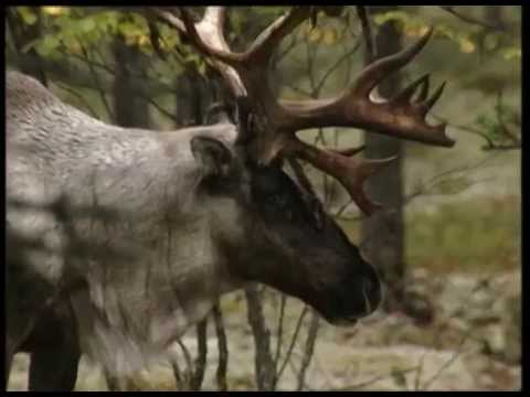 Лесной северный олень, Wild Forest Reindeer (RUS)