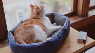 CatNap: warm place for your cat