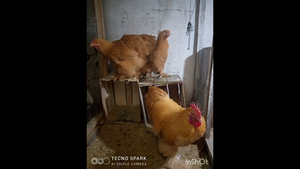 fancy birds eggs and chicks