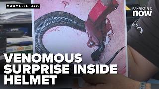 Venomous snake found hiding in Arkansas high school football player s helmet