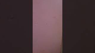 Talkin About The Rat Video