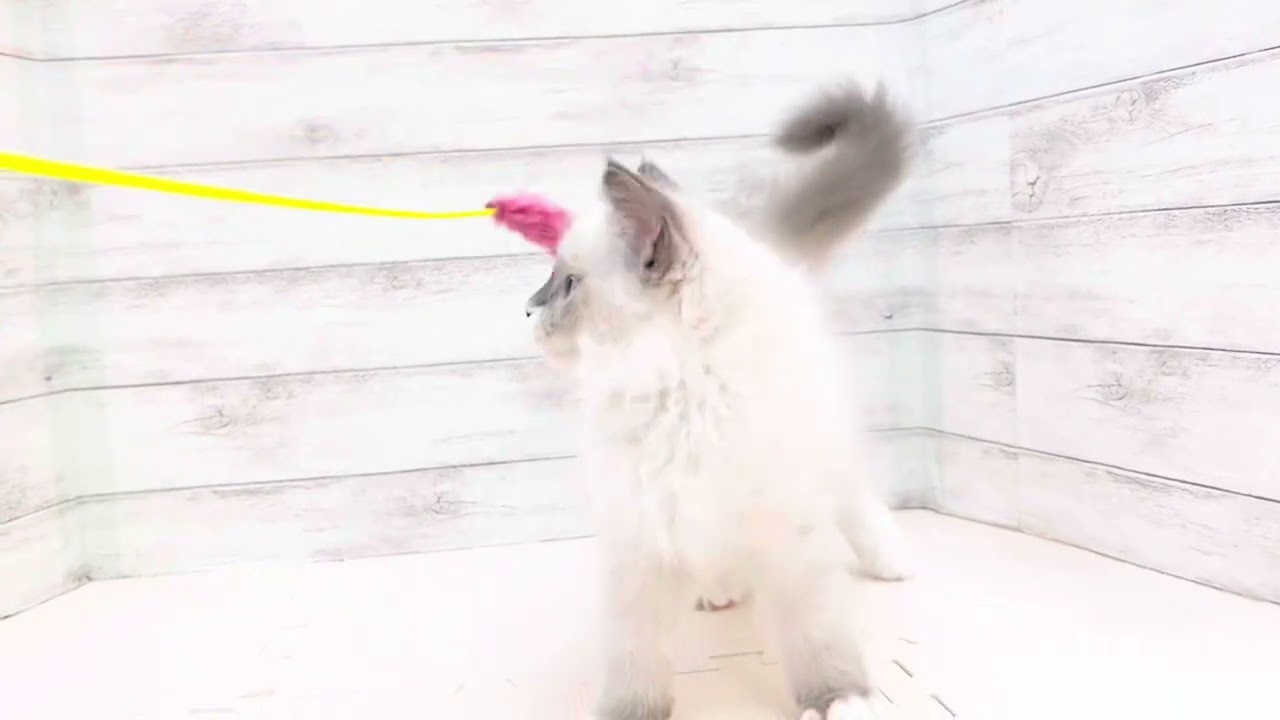 ラグドール特集 】8/22現在在店中のぬいぐるみ系美猫！最新動画は必見