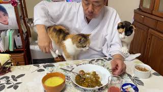 膝上に乗りたいミー子とカレーを食べたい住職とおすそ分けが気になってるひーちゃん