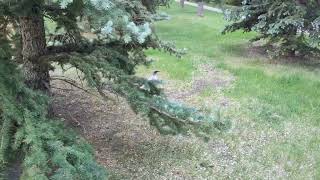 Ghost Magpie In Edmonton Brewery District