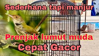 Cara merawat burung prenjak lumut muda agar cepat gacor