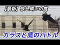 【最新】放し飼いの鷹、カラスと鷹のバトル/Battle of hawk and crow, Harris Hawk, ハリスホーク,　Free Range,