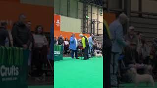 Crufts24 DDT