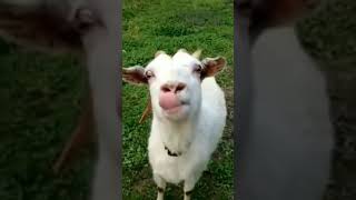 blah blah blah #goat #blahblah #blah