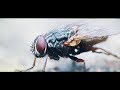 Cane hill  lord of flies official music