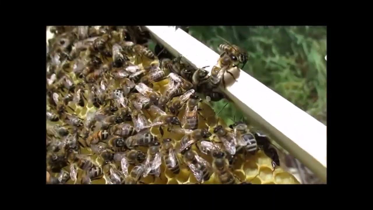 DEVETA LEKCIJA O PČELARSTVU