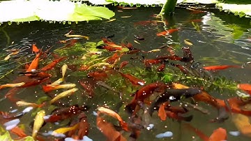 Nuôi cá hồ xi măng 2019 - Cho cá bảy màu, cá hồng kim, cá mún và cá trân châu ăn cám thái inve 3/5