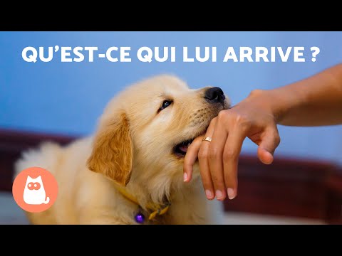 Vidéo: La pomme amère empêche-t-elle les chiens de faire pipi?