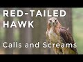 Red-tailed Hawk Calls and Sounds [2022] - Have you heard this raptor before? (ID Guide)