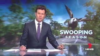 Magpie Attack Season - 7 News screenshot 5