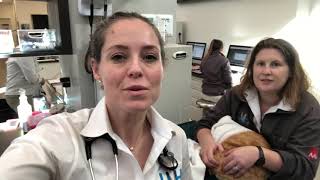 Cats DO get ticks!
