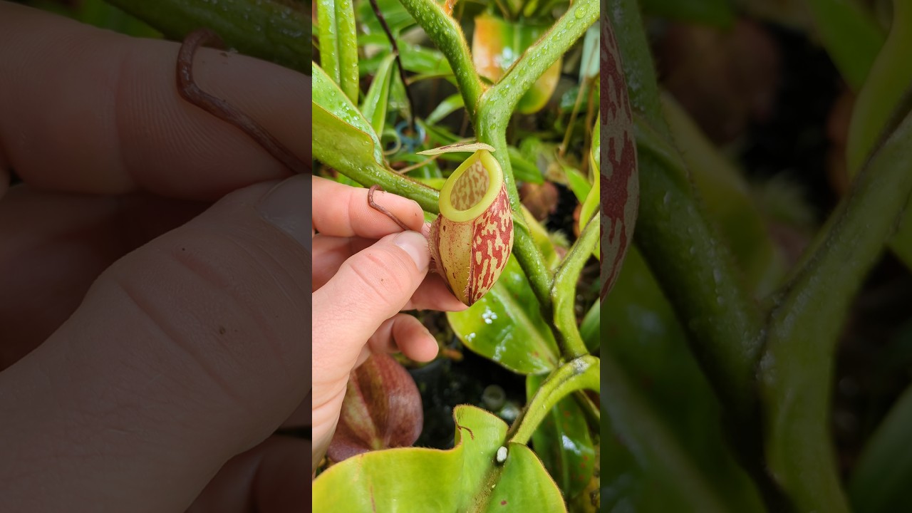 Nepenthes glabrata