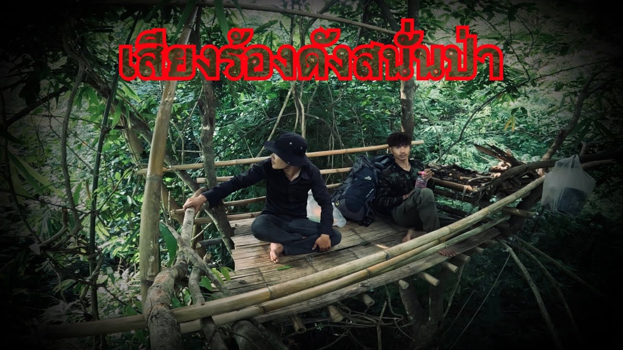 Спя высоко на деревьях, я услышал долгий, протяжный крик, который эхом разнесся по ночному лесу.