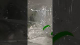 I Finally Got A Lethocerus, Been Trying To Get One Since Undergrad 2019