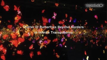 Flutter of Butterflies Beyond Borders in Infinite Transparency