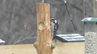 Peanut butter bird feeder for Woodpeckers! Howto guide! For Bluebirds too!