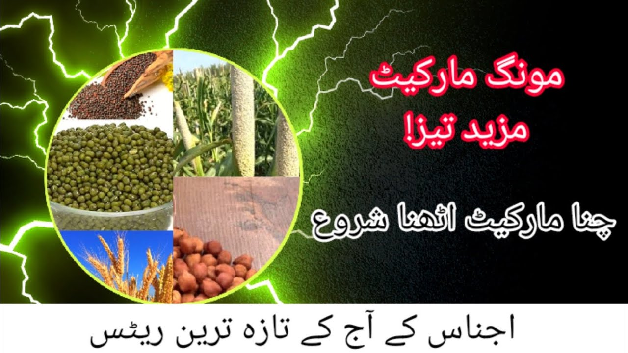 moong-rate-today-chana-report-today-today-wheat-price-in-pakistan