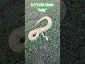 0.1 Firefly Clown "Sally" #firefly #clown #fire #pastel #sally #ballpython #cute #cutebaby #cutie