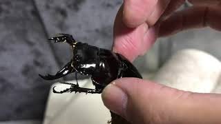レギウスオオツヤクワガタ再ペアリング
